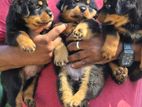 Rottweiller Puppies