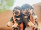 Rottweiller Puppies