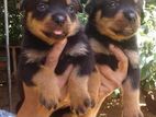 Rottweiler Puppies