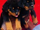 Rottweilr Puppy