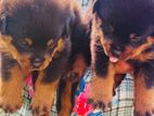 Rottweilr Puppy