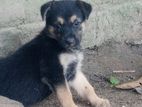Rottweiler Cross Puppies