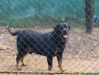 Rottwelier Male Dog for Crossing