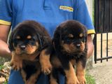 Rottwelier Puppies