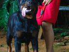 Rottweiler Dog