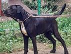 Cane Corso Dog