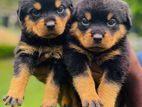 Rottweiler Puppy