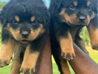 Rottweiler Puppies