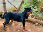Rottweiler Male and Female Puppies