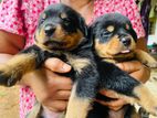 Rottwieler Puppies