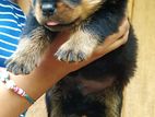 Rottweiler puppy