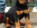 Rottweiler Puppy