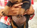 Rottweiler Puppies