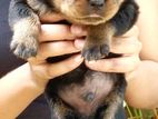 Rottweiler Puppy