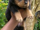 Rottweiler Puppy