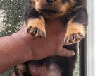 Rottweiler Puppies