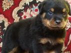 Rottweiler Puppies