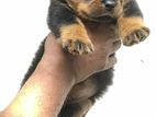 Rottweiler