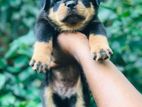 Rottwilar puppy
