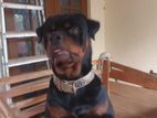 Rottwiler Dog for Crossing