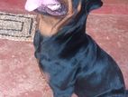 Rottwiler Dog for Crossing