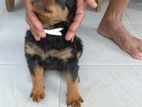 Rottweiler Puppy