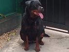 Rottwiler Female Dog