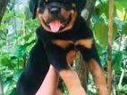 Rottwiler puppy