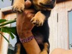 Rottwiler Dog