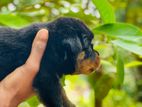 Rotweiler Puppy