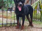 Rottwiler Male for Crossing