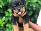 Rottwiler Male Puppy