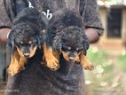 Rottweiler Puppies