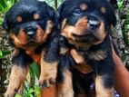 Rottweiler Puppies