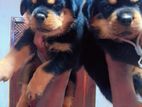 Rottwiler Puppies