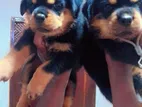 Rottwiler Puppies