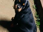 Rottweiler Puppies