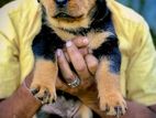 Rottweiler Puppy