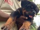 Rottwiler Puppy