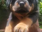 Rottweiler Puppies