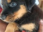 Rottweiler Puppy