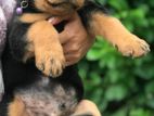 Rottwiller Puppies
