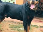 Rottweiler Dog