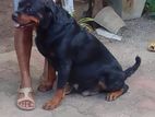 Rottweiler Dog