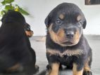 Rottweiler Puppies