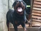 Rottweiler Dog