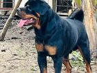 Rottweiler Puppies