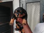 Rottweiler Puppy
