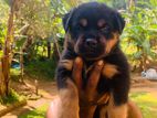 Rottweiler Puppy