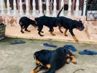 Rotweiler Puppies